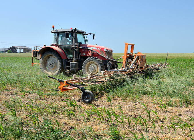 Désherbage Mécanique à Chenu, Durtal et Saumur