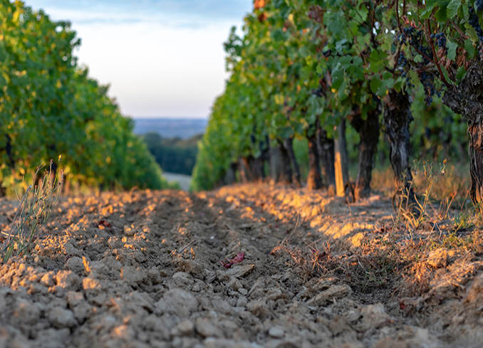 Effeuillage Mécanique dans la Sarthe et le Maine-et-Loire